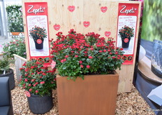 De Zepeti lijn is 2 jaar geleden geïntroduceerd en groeit in populariteit. Het product gaat erg lang mee en is winterhard. En als de winter niet te straf is behoudt hij zelfs zijn groene bladeren. Daarbij is deze ook nog hitte en droogte bestendig.